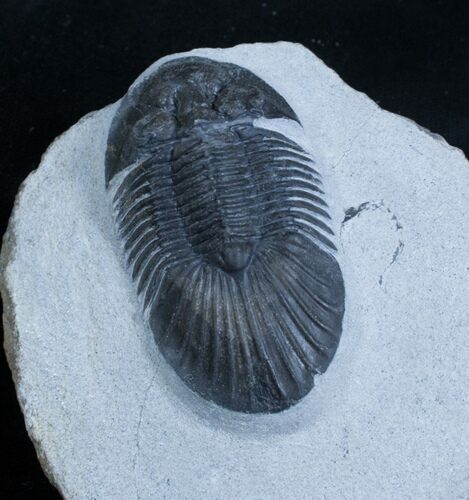 Platyscutellum Trilobite With Axial Spines #2965
